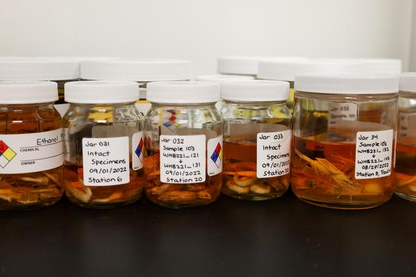 Specimens are preserved in jars sitting in the lab for the Manitoba Museum